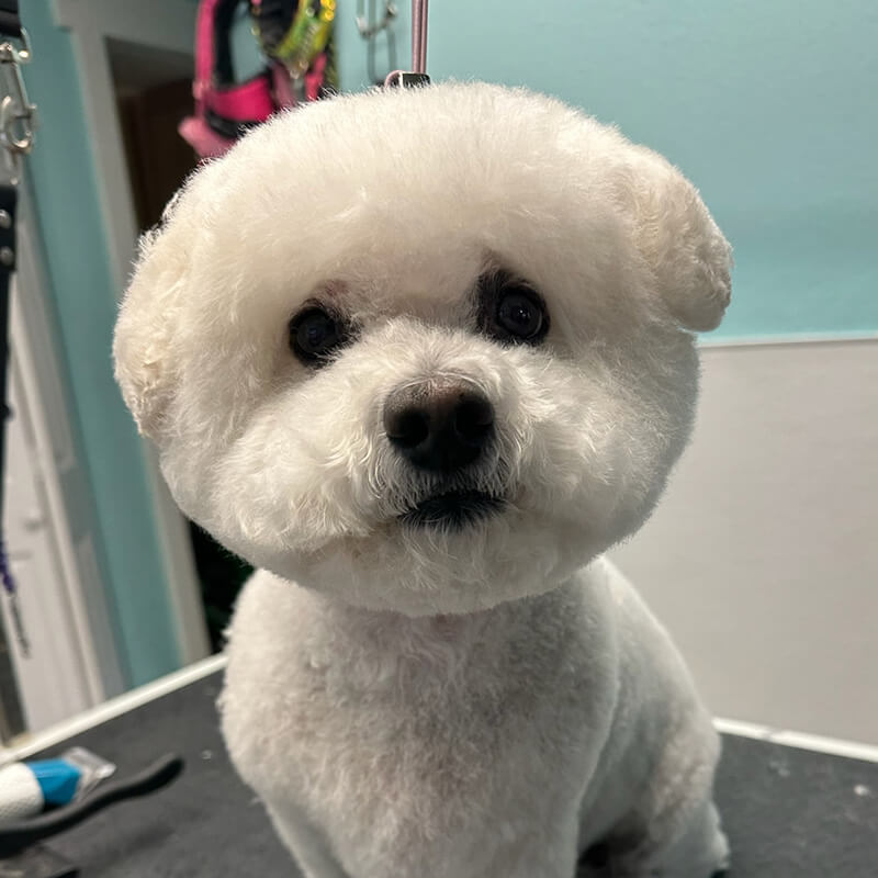 Dog grooming photo 2