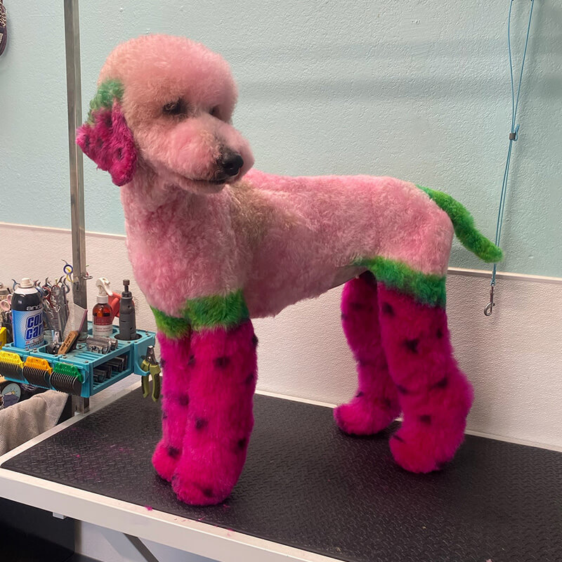 Dog grooming photo 3