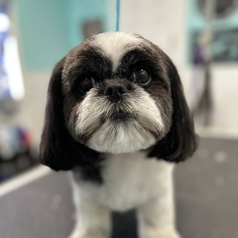 Dog grooming photo 4