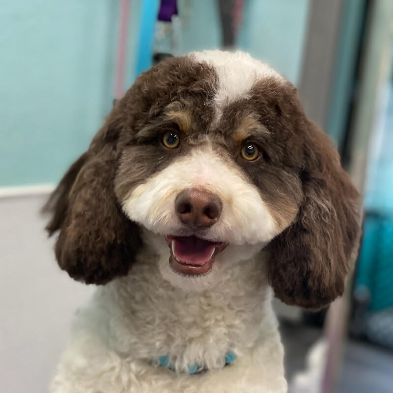 Dog grooming photo 5