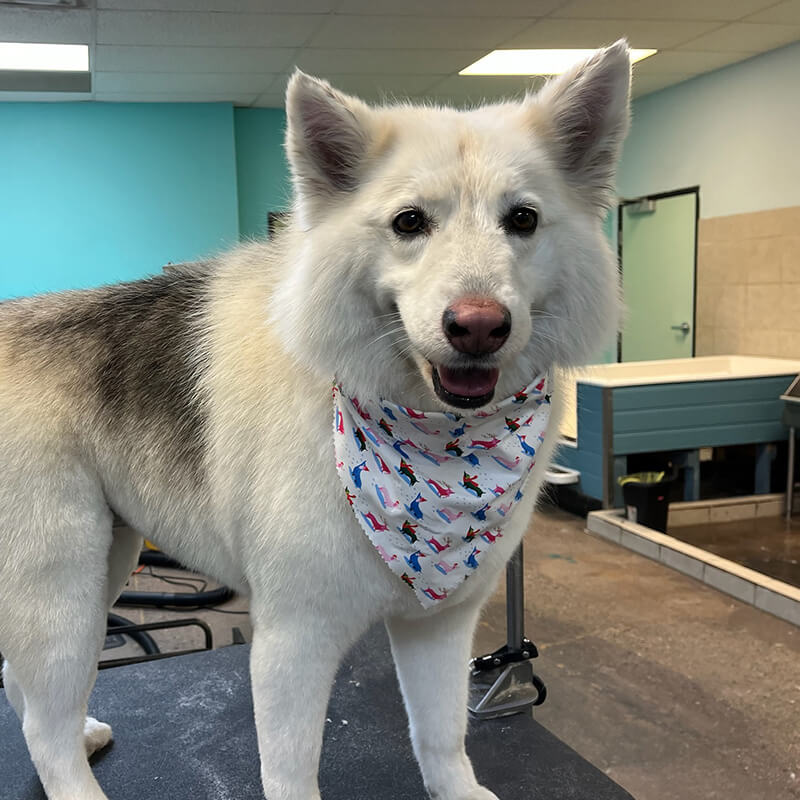 Dog grooming smiling two