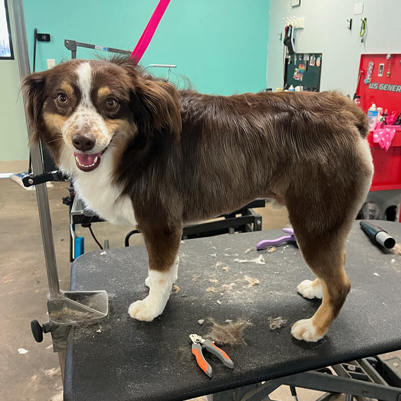 Dog grooming smiling
