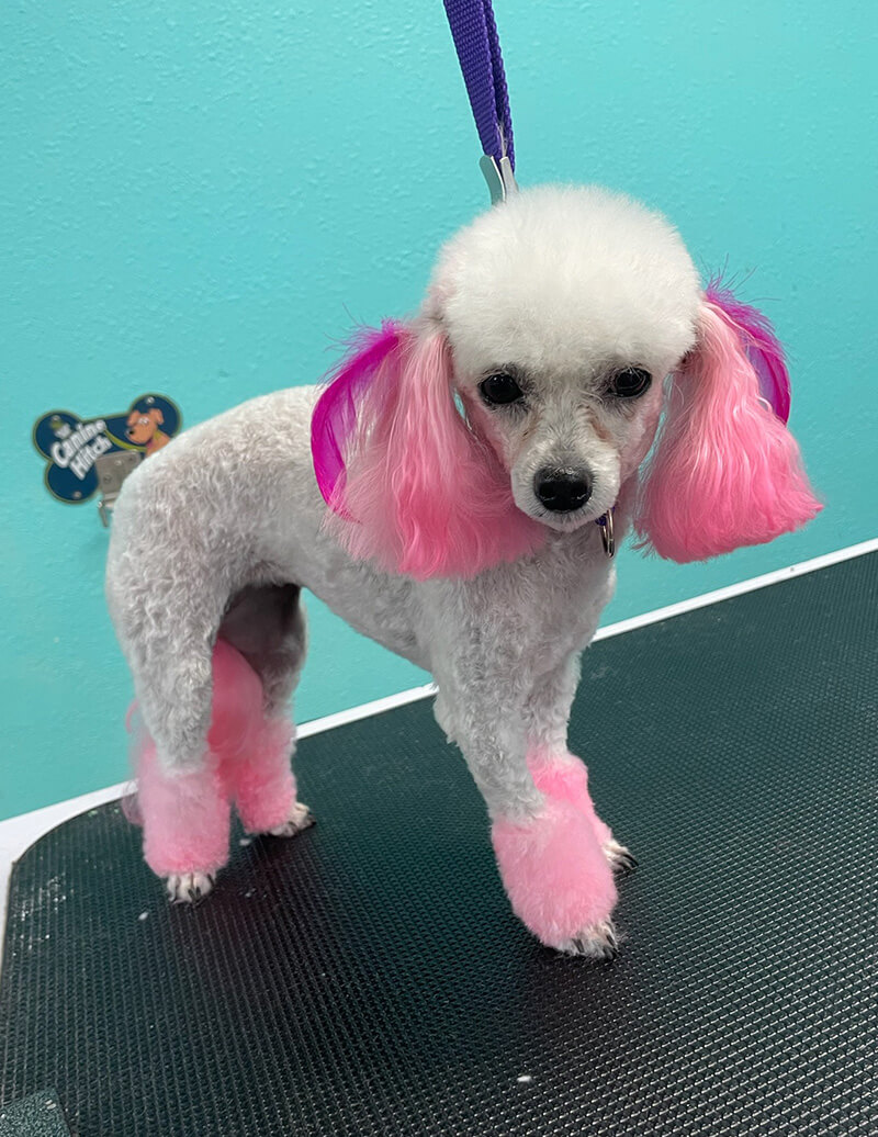 Great coloring added to dog