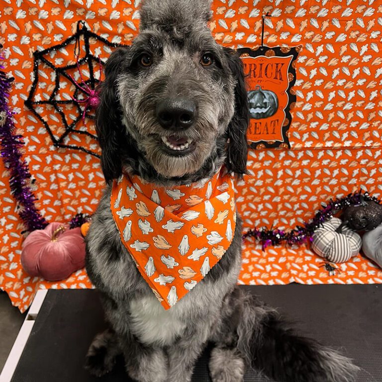 Dog smiling Happy dog after getting grooming services around Halloween