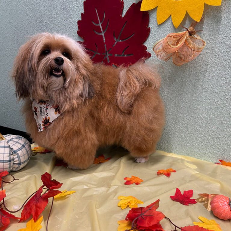 IMG_1022 dog standing in front of fall decorations