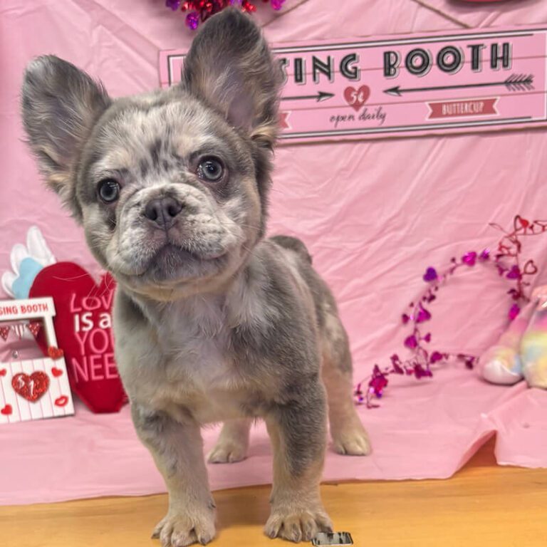 IMG_1523 fluffy french bulldog