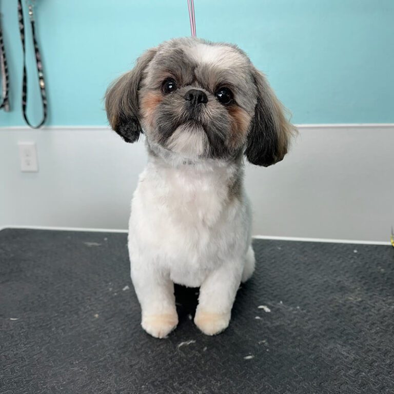 IMG_1626 small dog after grooming