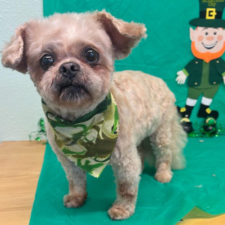 IMG_1816 dog in front of St Patricks day decorations