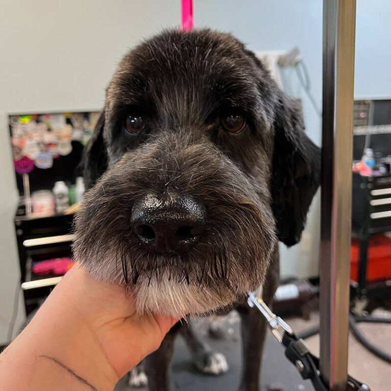 IMG_1878 closeup of a groomer black dog