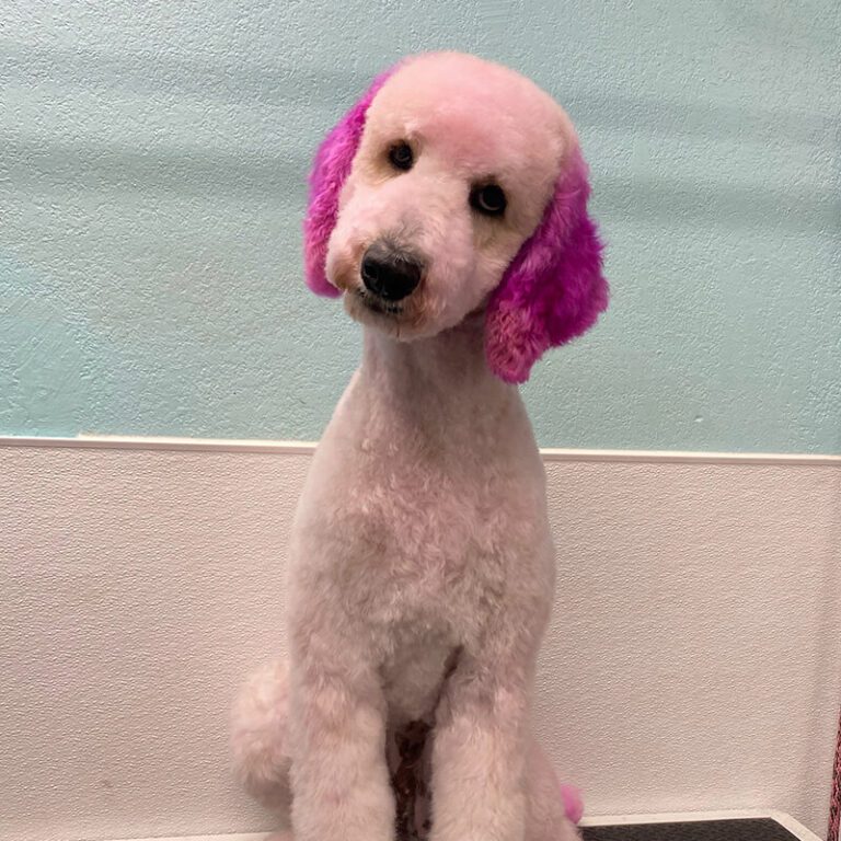 IMG_2634 pink dog with bright pink ears