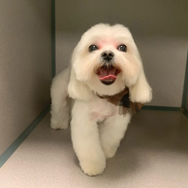 IMG_3012 white long haired dog