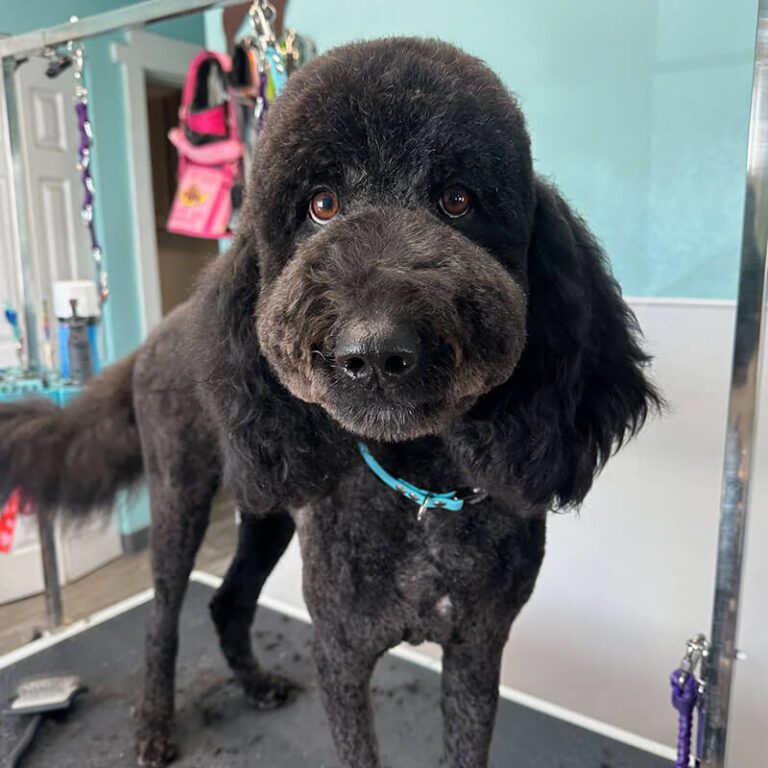 IMG_3051 black poodle mix dog after grooming