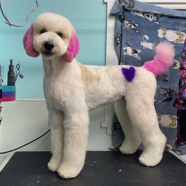 IMG_3376 Dog with its fur died pink