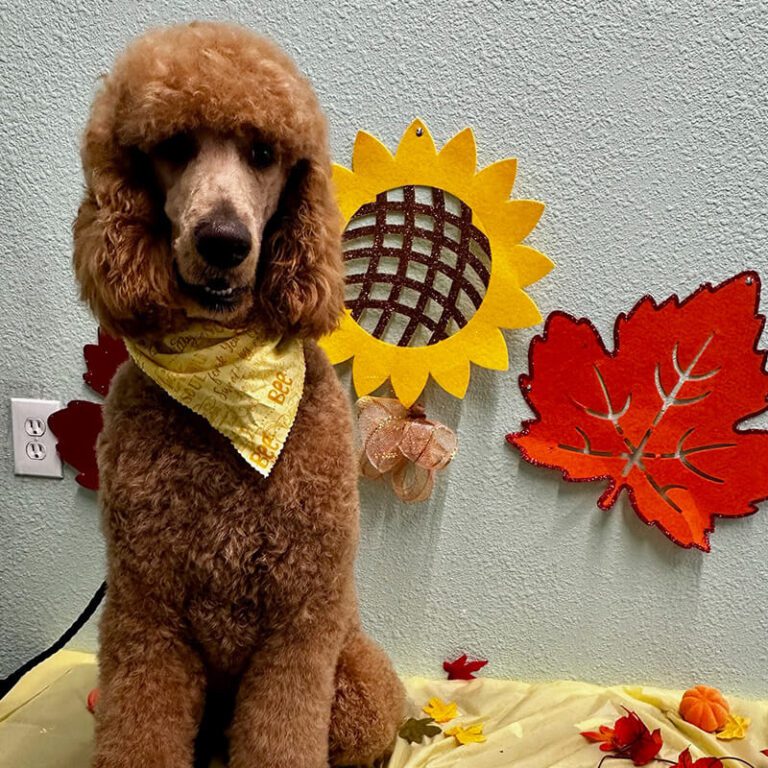 IMG_3488 Poodle after a grooming appointment