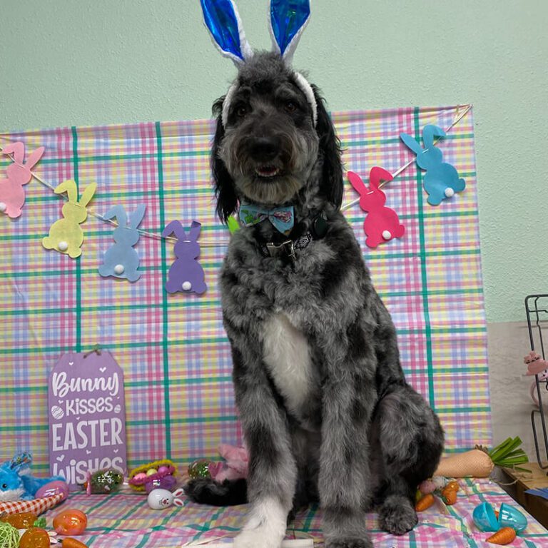 IMG_6850 happy dog with bunny ears