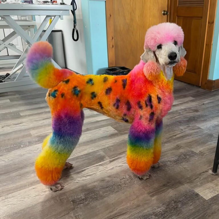 IMG_7838 Dog with colorful hair