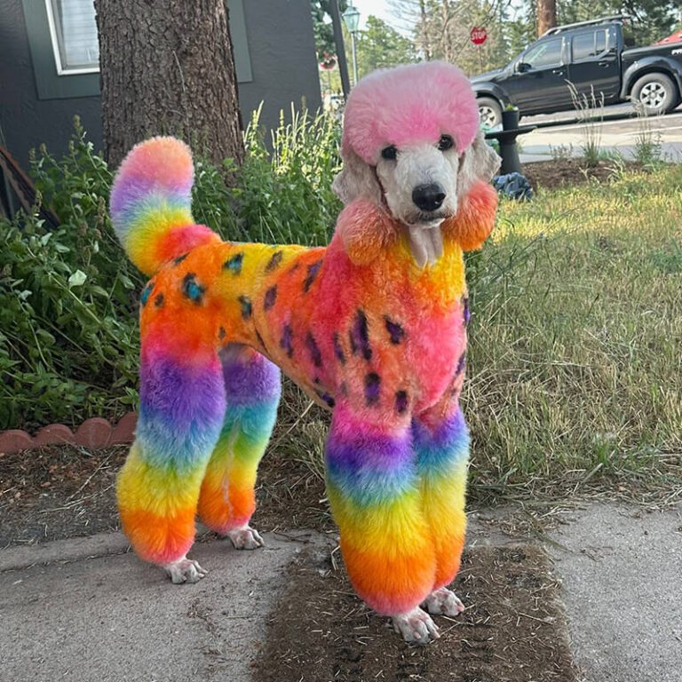 grooming service Dog with colorful hair