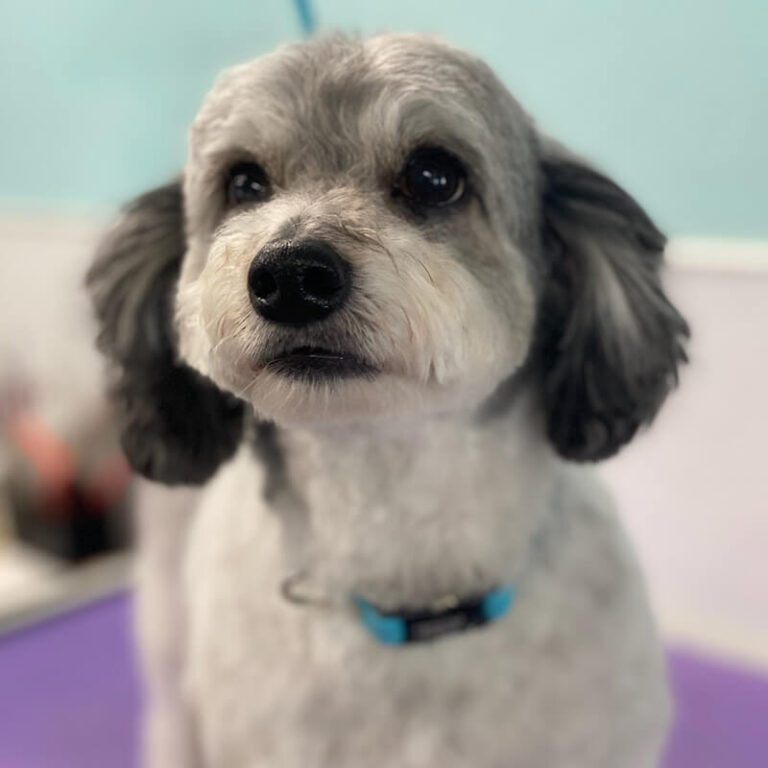 grooming service small grey and white dog