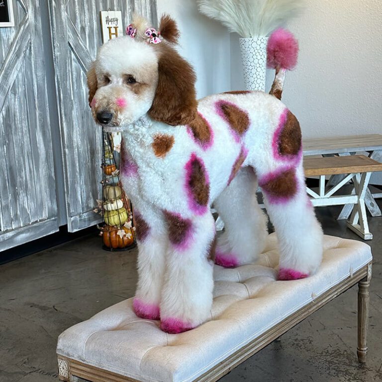 grooming service dog dyed polka dotted