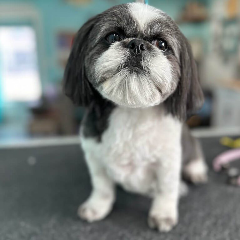 grooming service Happy dog after a grooming service